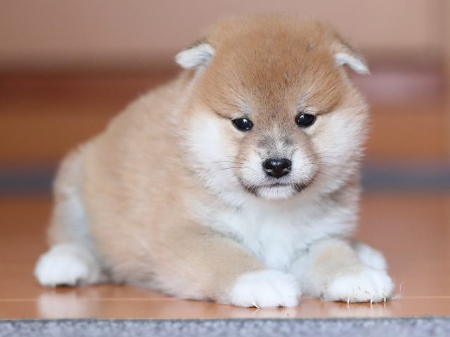 AI5I3308-puppy AI5I3308-puppy