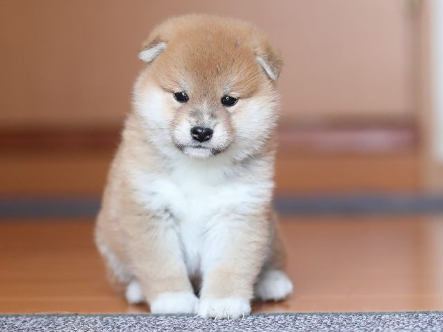 AI5I3330-puppy AI5I3330-puppy