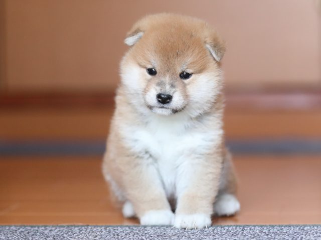 AI5I3333-puppy AI5I3333-puppy