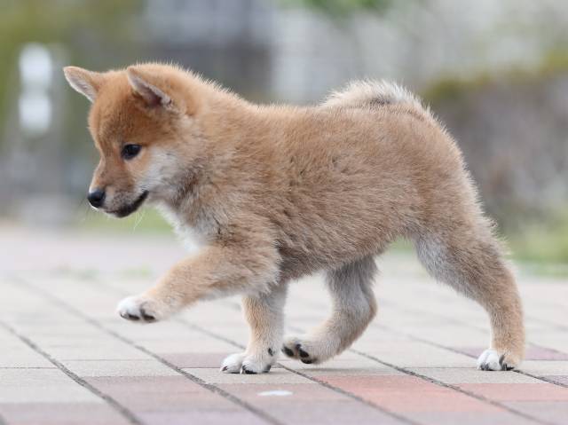 AI5I3406-puppy AI5I3406-puppy