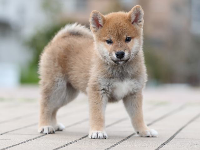 AI5I3415-puppy AI5I3415-puppy