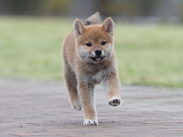 AI5I3447-puppy AI5I3447-puppy