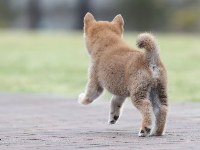 AI5I3461-puppy AI5I3461-puppy