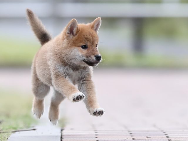 AI5I3464-puppy AI5I3464-puppy