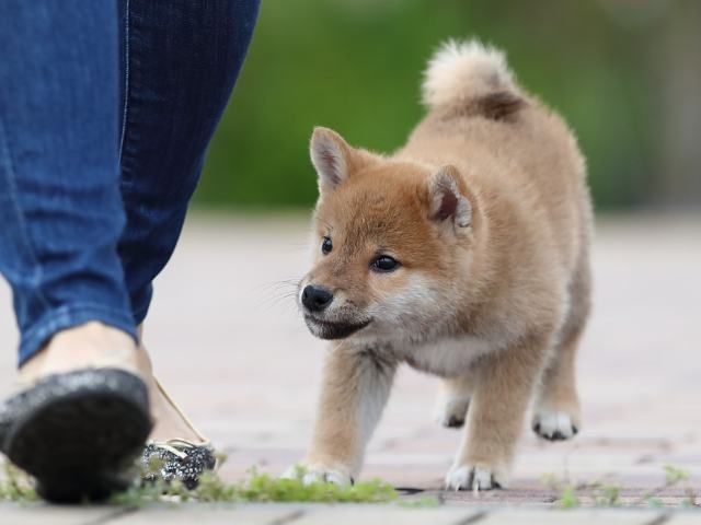 AI5I3530-puppy AI5I3530-puppy