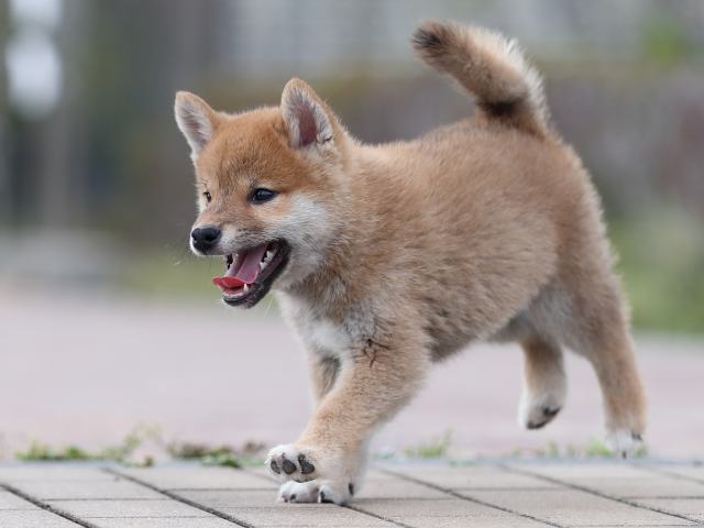 AI5I3563-puppy AI5I3563-puppy