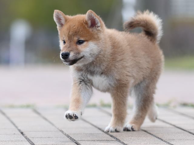 AI5I3569-puppy AI5I3569-puppy