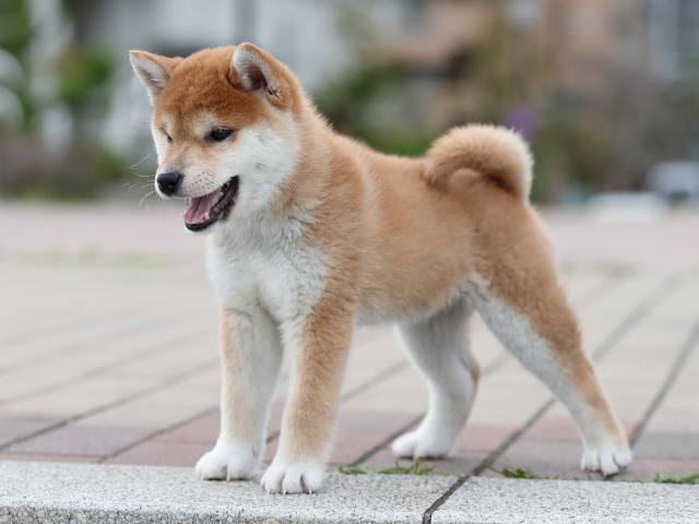 AI5I3601-puppy AI5I3601-puppy