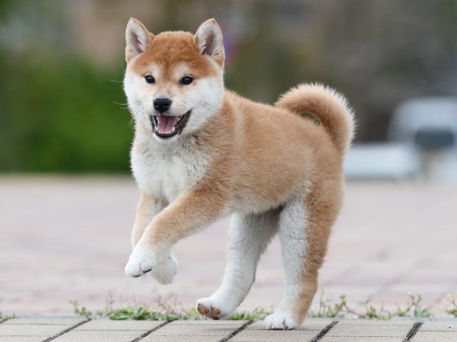 AI5I3673-puppy AI5I3673-puppy
