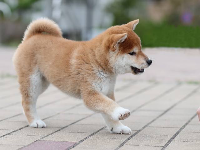 AI5I3778-puppy AI5I3778-puppy