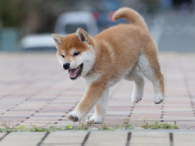 AI5I3791-puppy AI5I3791-puppy