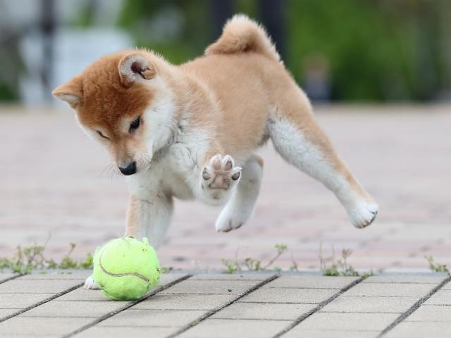 AI5I3799-puppy AI5I3799-puppy