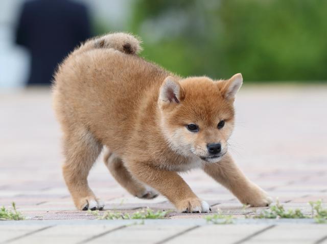 AI5I3849-puppy AI5I3849-puppy