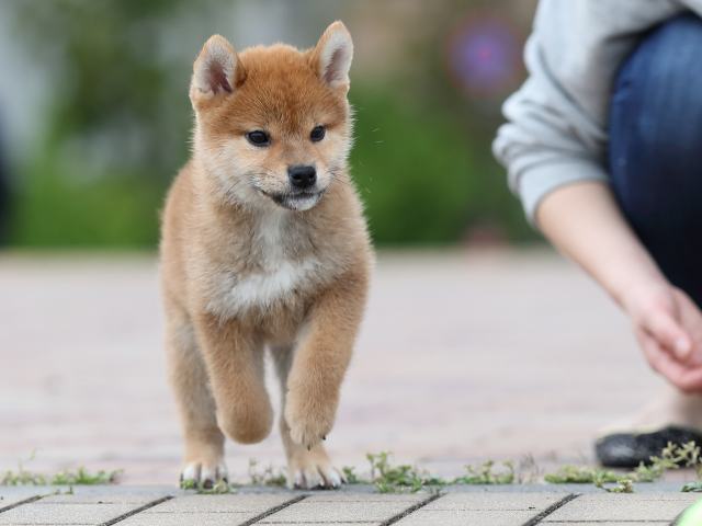 AI5I3856-puppy AI5I3856-puppy