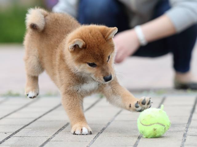 AI5I3862-puppy AI5I3862-puppy