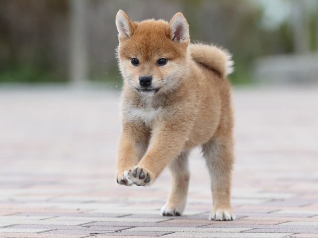 AI5I3888-puppy AI5I3888-puppy