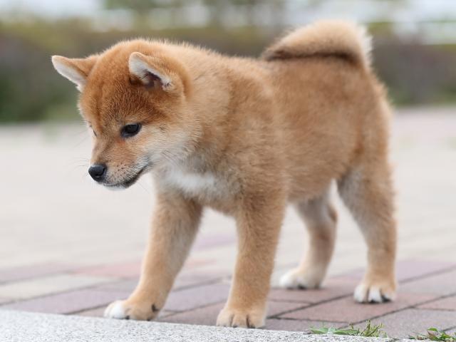 AI5I3917-puppy AI5I3917-puppy