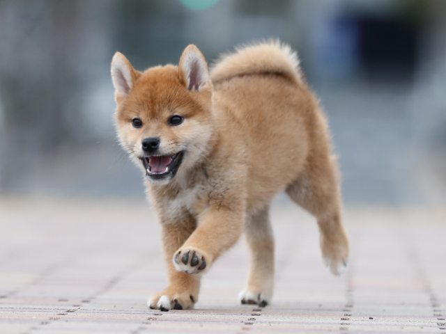 AI5I3938-puppy AI5I3938-puppy