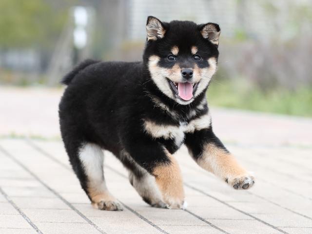 AI5I4104-puppy AI5I4104-puppy