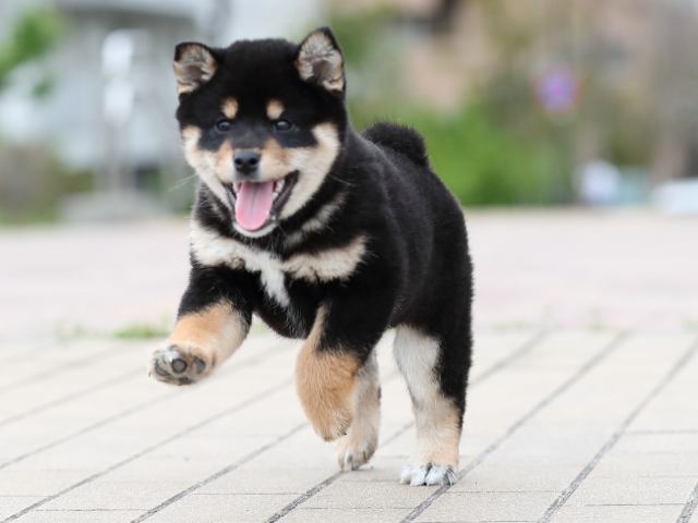 AI5I4134-puppy AI5I4134-puppy