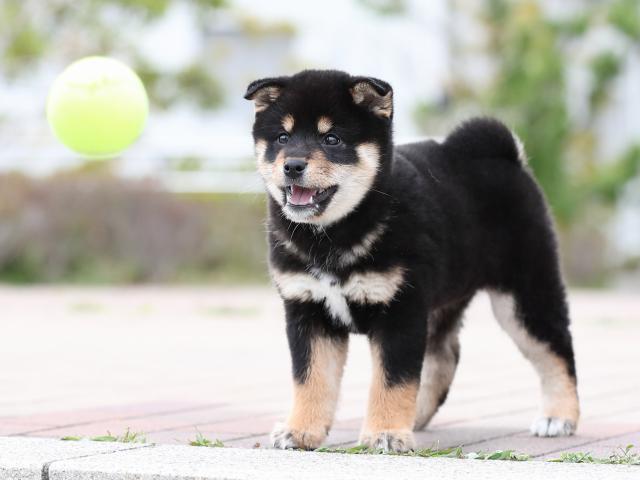 AI5I4270-puppy AI5I4270-puppy