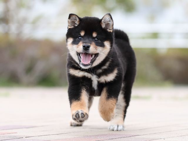 AI5I4292-puppy AI5I4292-puppy