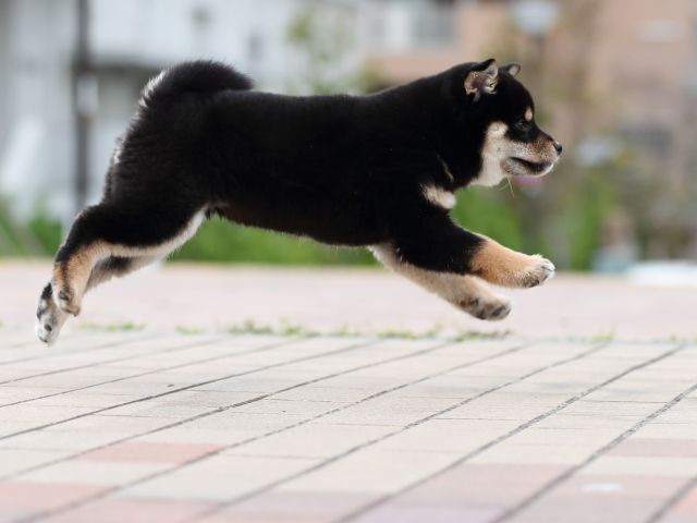 AI5I4317-puppy AI5I4317-puppy