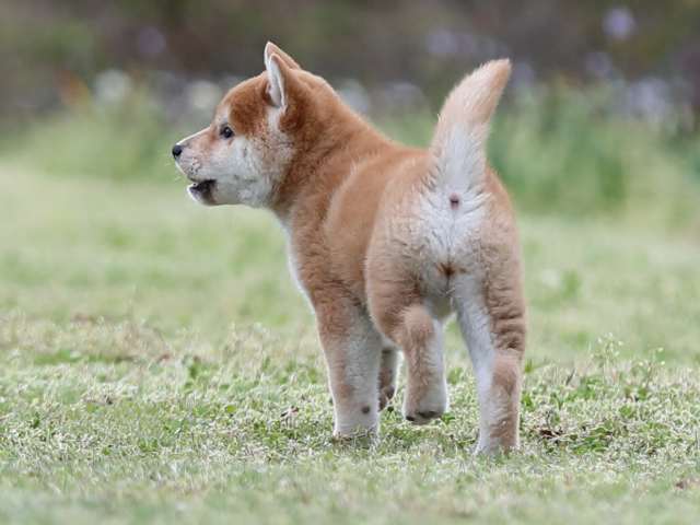 AI5I4370-puppy AI5I4370-puppy