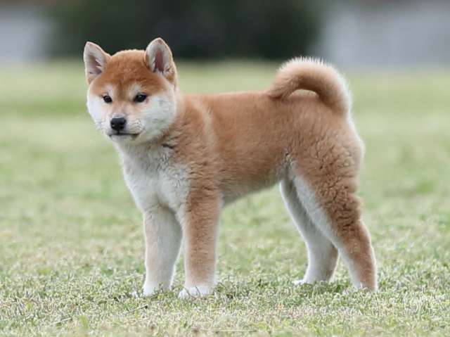 AI5I4382-puppy AI5I4382-puppy
