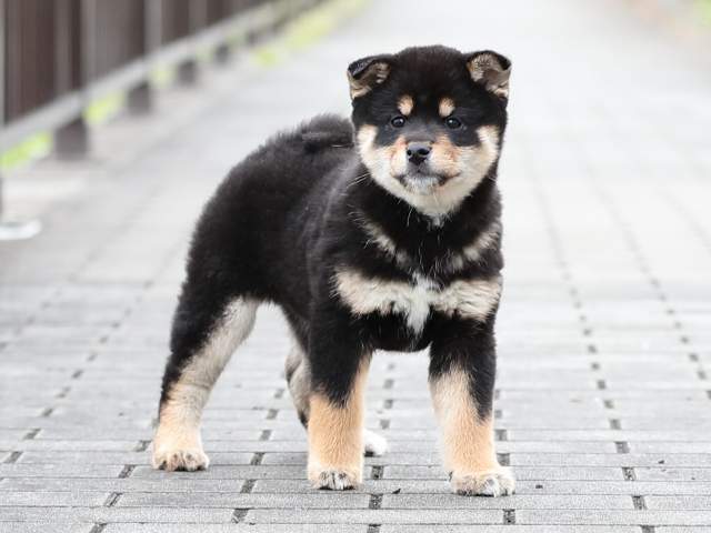 AI5I4478-puppy AI5I4478-puppy