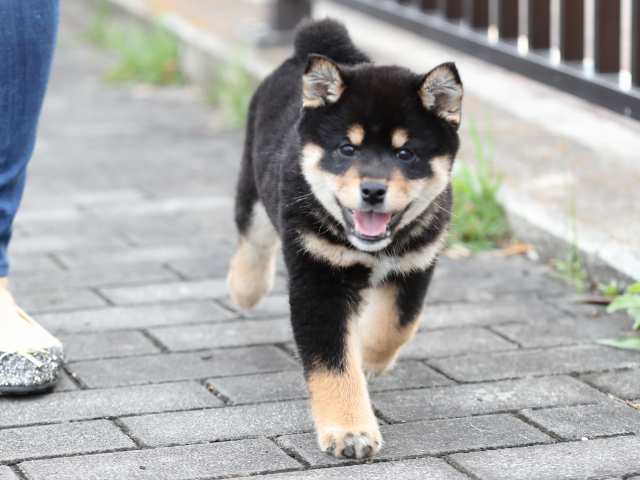AI5I4489-puppy AI5I4489-puppy