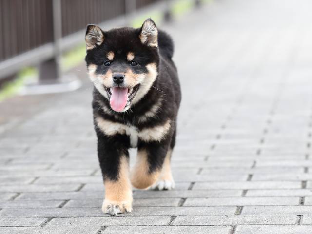 AI5I4541-puppy AI5I4541-puppy