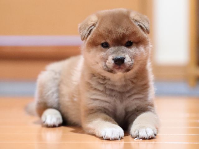 AI5I5386-puppy AI5I5386-puppy