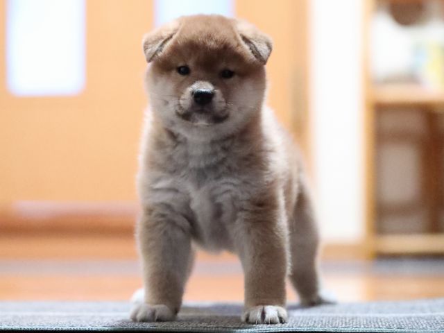 AI5I5417-puppy AI5I5417-puppy