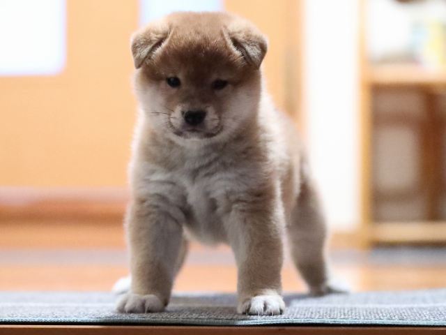 AI5I5425-puppy AI5I5425-puppy