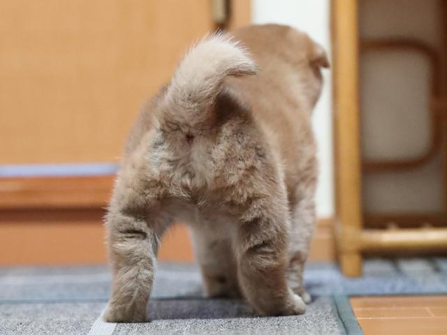AI5I5435-puppy AI5I5435-puppy