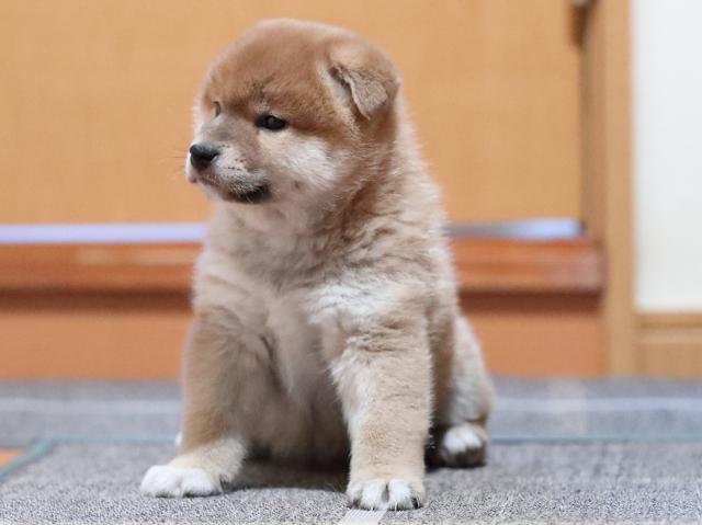 AI5I5459-puppy AI5I5459-puppy