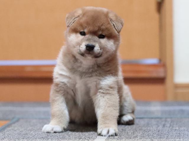 AI5I5463-puppy AI5I5463-puppy