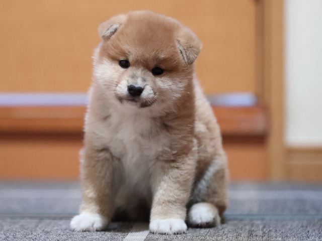 AI5I5504-puppy AI5I5504-puppy
