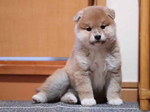 AI5I5529-puppy AI5I5529-puppy