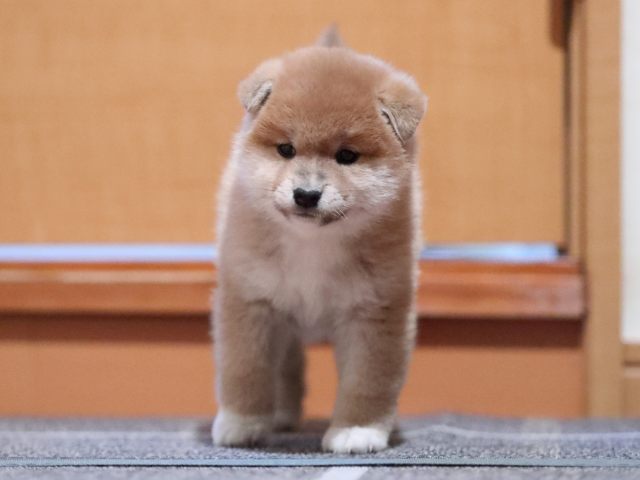 AI5I5592-puppy AI5I5592-puppy