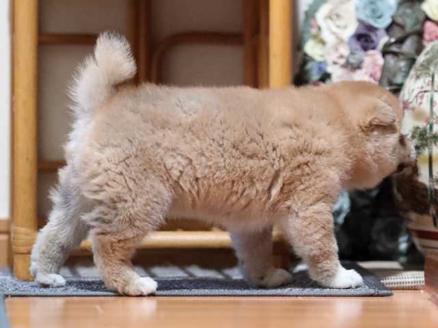AI5I5595-puppy AI5I5595-puppy