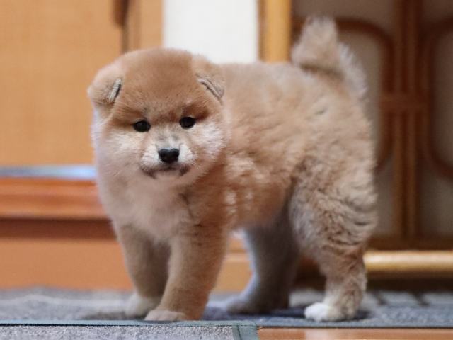 AI5I5605-puppy AI5I5605-puppy