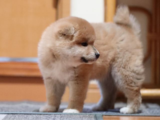 AI5I5612-puppy AI5I5612-puppy