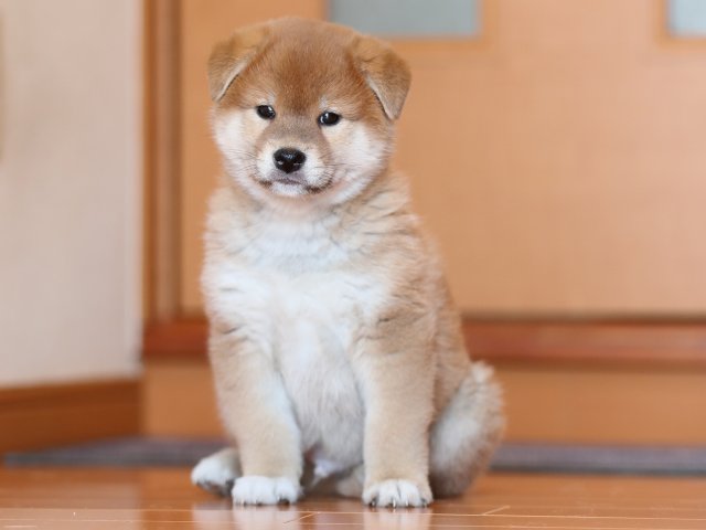 AI5I5742-puppy AI5I5742-puppy