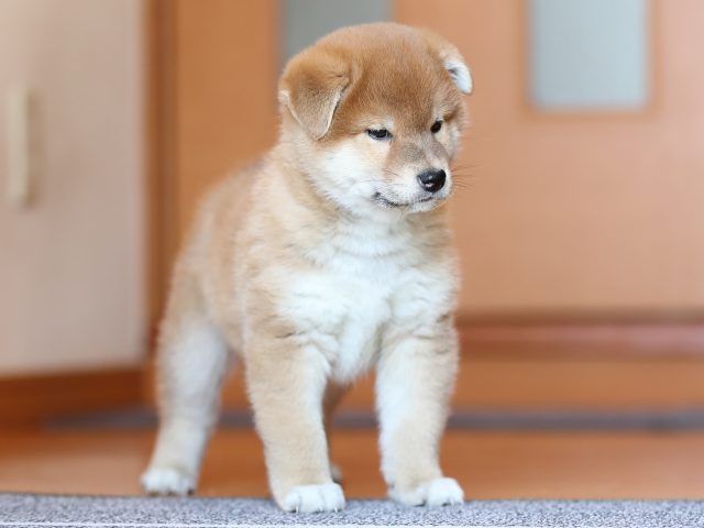 AI5I5747-puppy AI5I5747-puppy