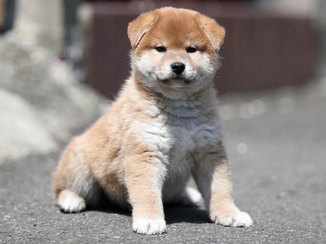 AI5I5805-puppy AI5I5805-puppy