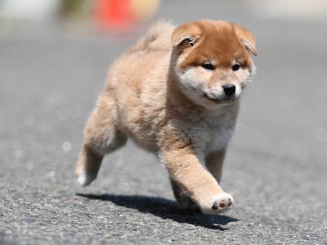 AI5I5825-puppy AI5I5825-puppy