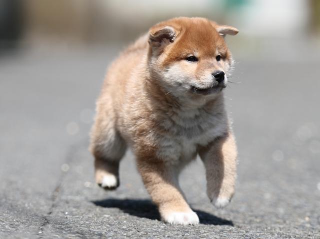 AI5I5862-puppy AI5I5862-puppy