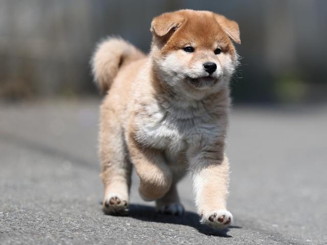 AI5I5905-puppy AI5I5905-puppy